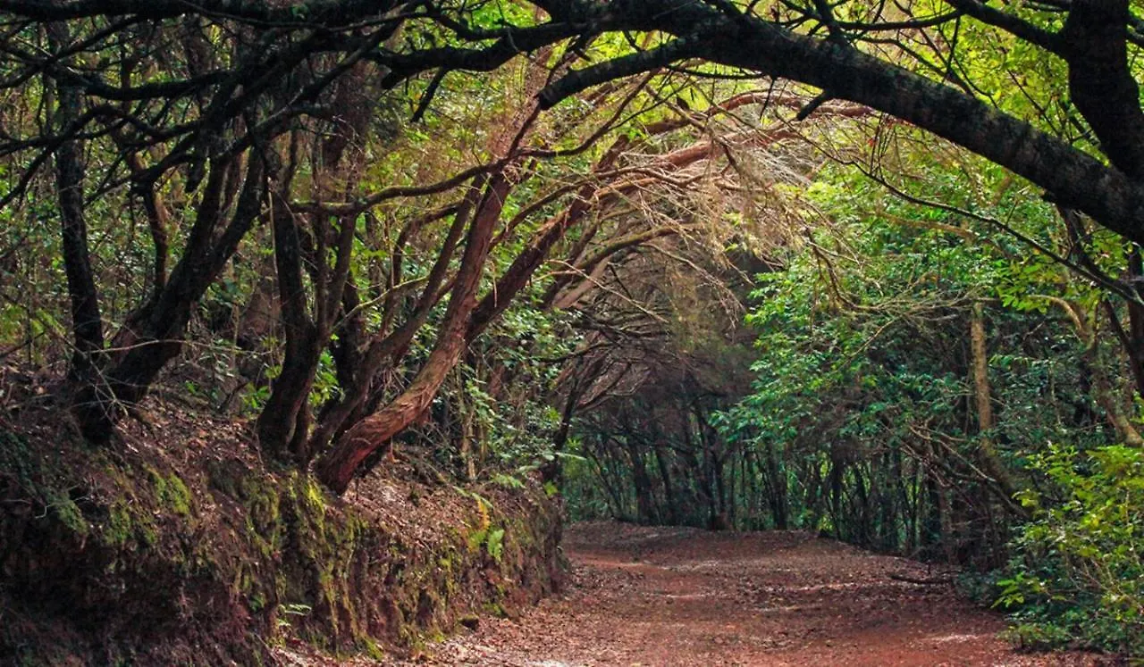 Almendro Villa Arico Viejo